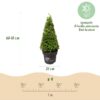Buxus Pyramide – BetterBuxus Skylight – Resistent gegen den Buxus-Pilz