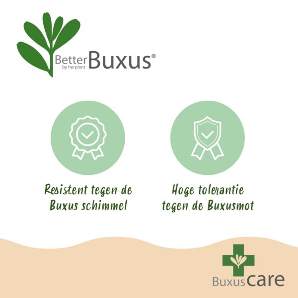 Buxus Pyramide – BetterBuxus Skylight – Resistent gegen den Buxus-Pilz