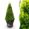 49fb613fa2e54bb397ef7f07ed7d893f99822c366bc544e5995d58c7d32d708d.jpg Buxus Pyramide – BetterBuxus Skylight – Resistent gegen den Buxus-Pilz – 2 Pflanzen