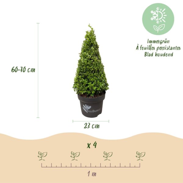81f07311222e476aba80c9f32a8bf54ac6cd6f0a8517418cb5789f59bd421f7c.jpg Buxus Pyramide – BetterBuxus Skylight – Resistent gegen den Buxus-Pilz – 2 Pflanzen