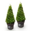 cba9ab943ef04714b6aa2213913e3afeedca7e7eb5bd4d96b4556d1c6480ac77.jpg Buxus Pyramide – BetterBuxus Skylight – Resistent gegen den Buxus-Pilz – 2 Pflanzen