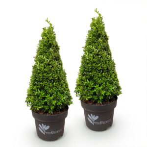 Buxus Pyramide – BetterBuxus Skylight – Resistent gegen den Buxus-Pilz – 2 Pflanzen