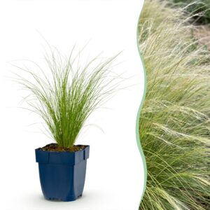 Stipa tenuissima „Ponytails“ – Federgras – Immergrün – Grün – 24 Pflanzen
