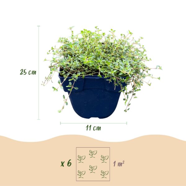 212aa3c9b1ad46b68457b8a2e4da90f873af5217b9574f4ea96e21d6290c389b.jpg Thymus praecox Red Carpet – Kriechender Thymian – Duftend – Rot-Rosa – 24 Pflanzen