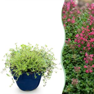 Thymus praecox Red Carpet – Kriechender Thymian – Duftend – Rot-Rosa – 24 Pflanzen