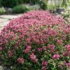 c8d5021812f24be2b916afbb08d75f318b709c74d67c413e9c10e32be728720a.jpg Thymus praecox Red Carpet – Kriechender Thymian – Duftend – Rot-Rosa – 24 Pflanzen