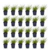 212d957a411e45dc84d52769f00cef2a2c0801cfa7ae48e0947b31c4a732ce6a.jpg Panicum virg. Northwind – Präriegras – mit Rispen – grün – 24 Pflanzen