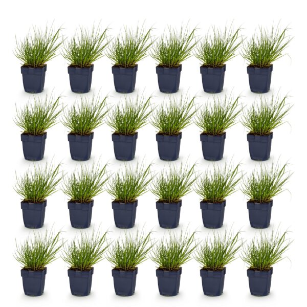 212d957a411e45dc84d52769f00cef2a2c0801cfa7ae48e0947b31c4a732ce6a.jpg Panicum virg. Northwind – Präriegras – mit Rispen – grün – 24 Pflanzen