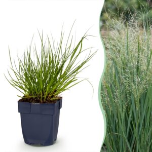Panicum virg. Northwind – Präriegras – mit Rispen – grün – 24 Pflanzen