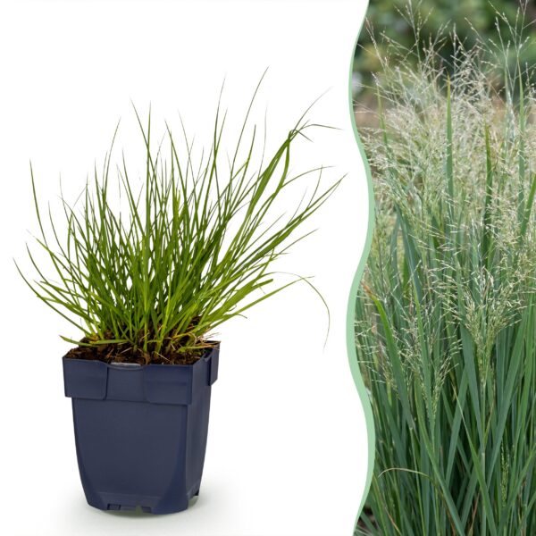 45aa55578ccf4eee856037a59901d3dc9ef401a210b44abebc342b0bdd9f2992.jpg Panicum virg. Northwind – Präriegras – mit Rispen – grün – 24 Pflanzen