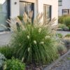 3d57e4d4da224366908d5c2927f46923b17c1fdf4cbd4f3280b16fae20d4da9f.jpg Pennisetum alop. Hameln – Lampenputzergras – mit Rispen – grün – 24 Pflanzen