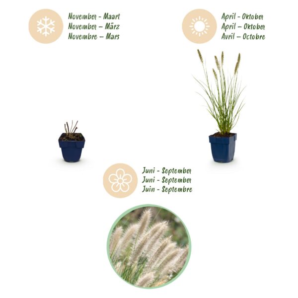 78dfe35dba81400a9278dd59a13add6914d0f9e9ee90478fa3b4e234e58277a4.jpg Pennisetum alop. Hameln – Lampenputzergras – mit Rispen – grün – 24 Pflanzen