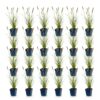 9ef59d012d0547c6bc0dca62d999f1fc014a45cee21c49279ba2933bafb8c4a3.jpg Pennisetum alop. Hameln – Lampenputzergras – mit Rispen – grün – 24 Pflanzen