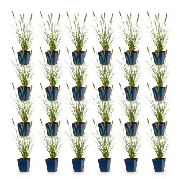 9ef59d012d0547c6bc0dca62d999f1fc014a45cee21c49279ba2933bafb8c4a3.jpg Pennisetum alop. Hameln – Lampenputzergras – mit Rispen – grün – 24 Pflanzen