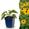 54efa611adbf495ea578c36fc6ec992357e000cbf99048c0a8c8b6141b2eae5f.jpg Rudbeckia fulg. Goldsturm – Gelbe Sonnenhut – Bienen- und Schmetterlingsmagnet – Gelb – 24 Pflanzen