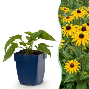 Rudbeckia fulg. Goldsturm – Gelbe Sonnenhut – Bienen- und Schmetterlingsmagnet – Gelb – 24 Pflanzen