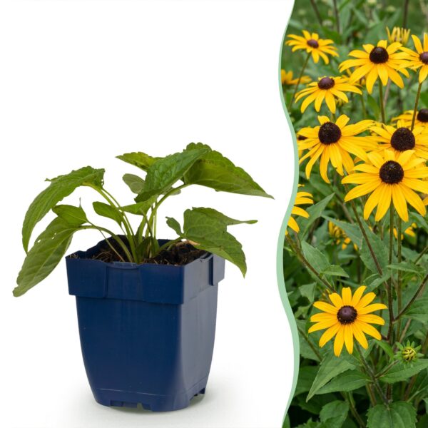 54efa611adbf495ea578c36fc6ec992357e000cbf99048c0a8c8b6141b2eae5f.jpg Rudbeckia fulg. Goldsturm – Gelbe Sonnenhut – Bienen- und Schmetterlingsmagnet – Gelb – 24 Pflanzen