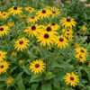 65f6671e1f2f46e7b9eff2535211da54e8ba4978e7c64d19ba832da42bb7037d.jpg Rudbeckia fulg. Goldsturm – Gelbe Sonnenhut – Bienen- und Schmetterlingsmagnet – Gelb – 24 Pflanzen