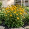 7bf8a622494f4b3bb57e6a4fc9b0d8cc53d4ab55213947ce956360a2fcd00f0b.jpg Rudbeckia fulg. Goldsturm – Gelbe Sonnenhut – Bienen- und Schmetterlingsmagnet – Gelb – 24 Pflanzen