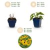 9601bd9823b74a4aa2b52d1c0586dfab5a6989324f8f40b298d063729ab20362.jpg Rudbeckia fulg. Goldsturm – Gelbe Sonnenhut – Bienen- und Schmetterlingsmagnet – Gelb – 24 Pflanzen