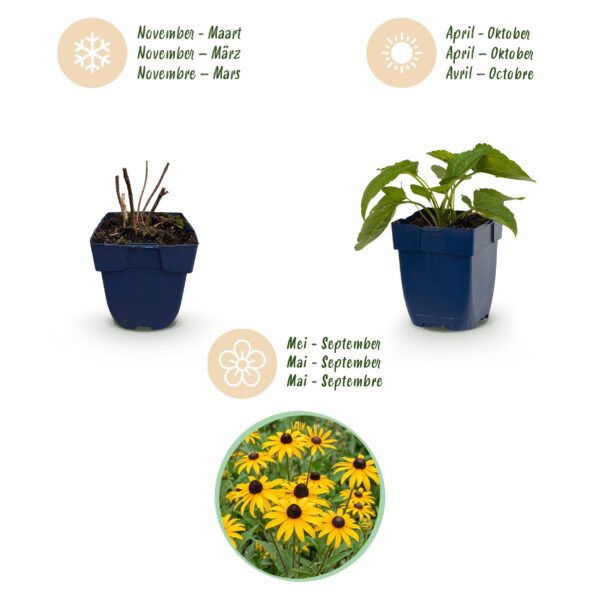 9601bd9823b74a4aa2b52d1c0586dfab5a6989324f8f40b298d063729ab20362.jpg Rudbeckia fulg. Goldsturm – Gelbe Sonnenhut – Bienen- und Schmetterlingsmagnet – Gelb – 24 Pflanzen