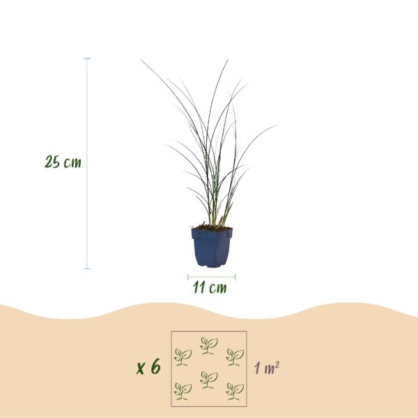 0474f6c5a0a641549e14683816c43b5ce0673eabec7d4169b7d20e475327e5d6.jpg Miscanthus sin. Gracillimus – Pampusgras – mit Rispen – grün – 24 Pflanzen