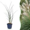 441ac1989af14ce1b38a9c98465fd97615d15f40de6a48bc9e85ef0d688f7799.jpg Miscanthus sin. Gracillimus – Pampusgras – mit Rispen – grün – 24 Pflanzen
