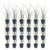 68b7c4acbc724ddbb80fcd0a28062e8034b4ecc409bf4e2cbaf1dda6d6d972a3.jpg Miscanthus sin. Gracillimus – Pampusgras – mit Rispen – grün – 24 Pflanzen