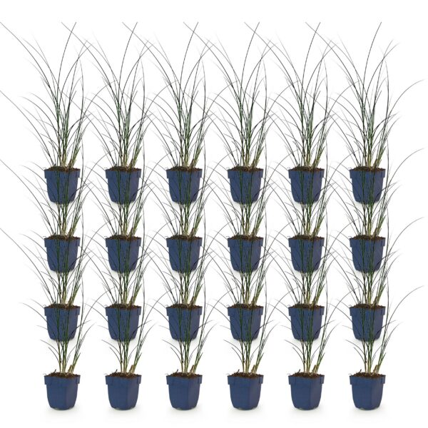 68b7c4acbc724ddbb80fcd0a28062e8034b4ecc409bf4e2cbaf1dda6d6d972a3.jpg Miscanthus sin. Gracillimus – Pampusgras – mit Rispen – grün – 24 Pflanzen