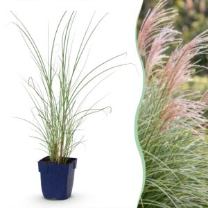Miscanthus sin. Morning Light – Pampasgras – mit Rispen – silberfarben – 24 Pflanzen