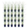 c67b3e02efb343deaa6a032ab48964e03943c44e99a441f59b8b1875e49f1d95.jpg Miscanthus sin. Morning Light – Pampasgras – mit Rispen – silberfarben – 24 Pflanzen