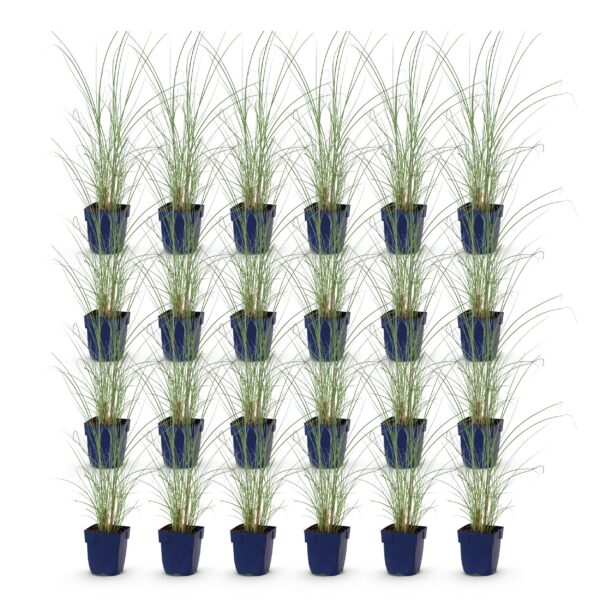 c67b3e02efb343deaa6a032ab48964e03943c44e99a441f59b8b1875e49f1d95.jpg Miscanthus sin. Morning Light – Pampasgras – mit Rispen – silberfarben – 24 Pflanzen