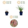 179f5e0e40d748f9b5e10e2e0300ba788ed9478f03f84ec589723763705ad78e.jpg Miscanthus sin. Red Chief – Pampasgras – mit Rispen – grün – 24 Pflanzen