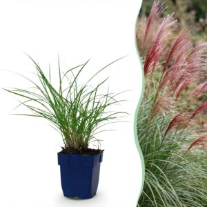 Miscanthus sin. Red Chief – Pampasgras – mit Rispen – grün – 24 Pflanzen