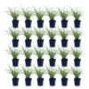 a5fdf154986640cc9cff5e9ef28e730954c33bfeb15244c2afc0030a3151f9ac.jpg Miscanthus sin. Red Chief – Pampasgras – mit Rispen – grün – 24 Pflanzen