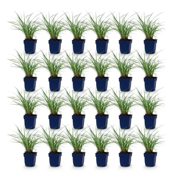 a5fdf154986640cc9cff5e9ef28e730954c33bfeb15244c2afc0030a3151f9ac.jpg Miscanthus sin. Red Chief – Pampasgras – mit Rispen – grün – 24 Pflanzen