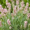 0e2623efc28e4c26a4dcd16d473aff75ae639bd62e894961951766ec267fb02d.jpg Lavandula ang. Rosea – Lavendel – Duftend – Rosa – 24 Pflanzen