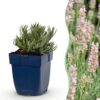 14fcb0db09874201a69b7899f28182cd7fc70d2de4074cf087c003a238318d25.jpg Lavandula ang. Rosea – Lavendel – Duftend – Rosa – 24 Pflanzen