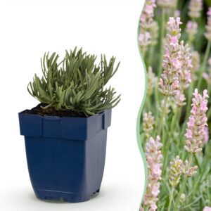 Lavandula ang. Rosea – Lavendel – Duftend – Rosa – 24 Pflanzen