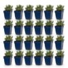 7aa31002f7294fe5ab3bf2fd6c712ebc899be8827ace4e0ba7e0a1e02a56f5ed.jpg Lavandula ang. Rosea – Lavendel – Duftend – Rosa – 24 Pflanzen