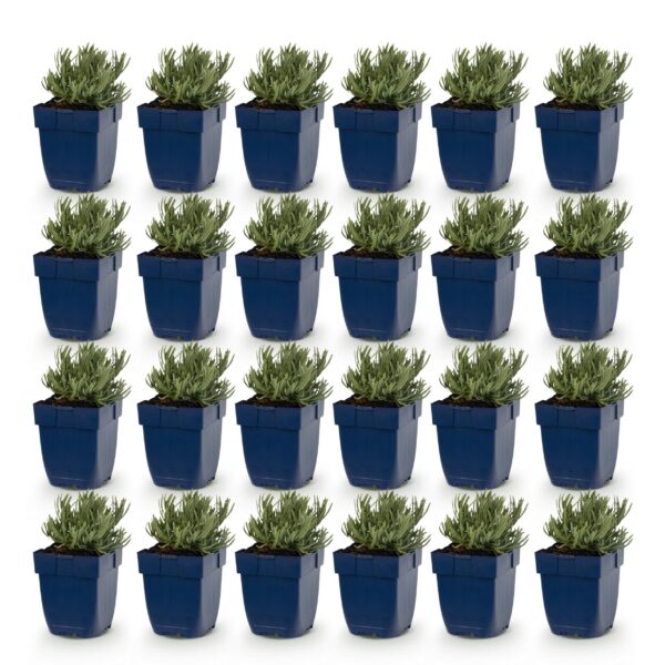 7aa31002f7294fe5ab3bf2fd6c712ebc899be8827ace4e0ba7e0a1e02a56f5ed.jpg Lavandula ang. Rosea – Lavendel – Duftend – Rosa – 24 Pflanzen