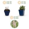ad9806867d3946dfa199465fa27a4d90fbb080da9a714ec68c7123cda1881f23.jpg Lavandula ang. Rosea – Lavendel – Duftend – Rosa – 24 Pflanzen