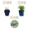 388ab353bd7b4d9fbaabb023a62e0d315351ede639864cc3b571dec69261279e.jpg Festuca glauca – Blaugras – Immergrün – Blau – 24 Pflanzen