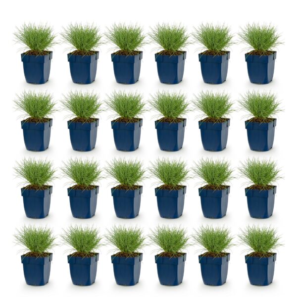 63b44e3db8ba40faa483789c4bb624f24cb143e59549461eab59a3e387b3e130.jpg Festuca glauca – Blaugras – Immergrün – Blau – 24 Pflanzen