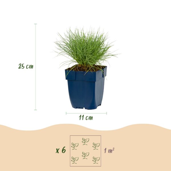 c09bbed421c94133b577ebe25009f7b3146abce82b4b4c7683c24ada8585f27b.jpg Festuca glauca – Blaugras – Immergrün – Blau – 24 Pflanzen