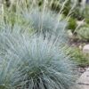 d4475c4f19e34e18a5b7e6c8544d776347a4469c63c64b3a841d5d5a7a390473.jpg Festuca glauca – Blaugras – Immergrün – Blau – 24 Pflanzen