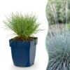 f91f7bc8ffde4ad89205731aa1275479aa731cfbbae6468ebd6ae6faad319422.jpg Festuca glauca – Blaugras – Immergrün – Blau – 24 Pflanzen