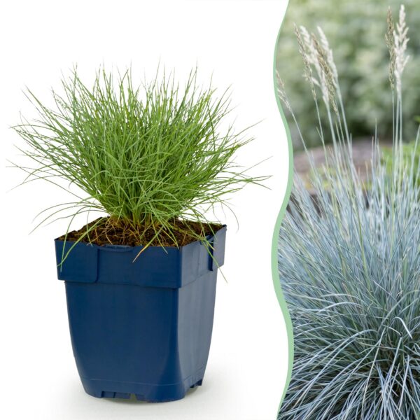 f91f7bc8ffde4ad89205731aa1275479aa731cfbbae6468ebd6ae6faad319422.jpg Festuca glauca – Blaugras – Immergrün – Blau – 24 Pflanzen