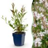 Gaura lindh. Whirling Butterflies – Prachtkerze – Bienen- und Schmetterlingsmagnet – Weiß – 24 Pflanzen