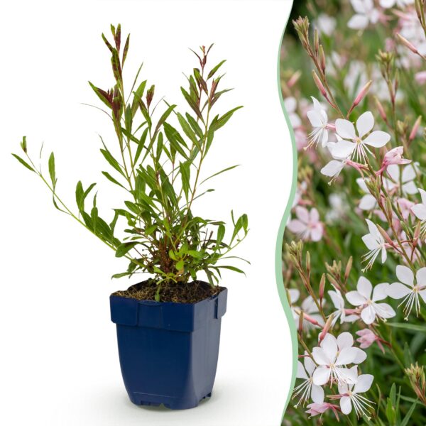 Gaura lindh. Whirling Butterflies – Prachtkerze – Bienen- und Schmetterlingsmagnet – Weiß – 24 Pflanzen